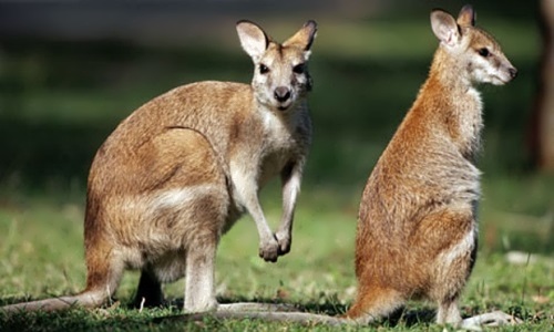Pengunjung Kebun Binatang Taman Jurug Wajib Gunakan Aplikasi Peduli Lindungi
