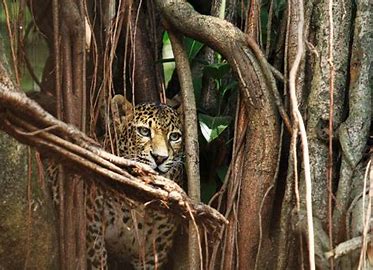 Wakil Ketua Komisi IV DPR RI: Macan Tutul Penjaga Gunung Sanggabuana