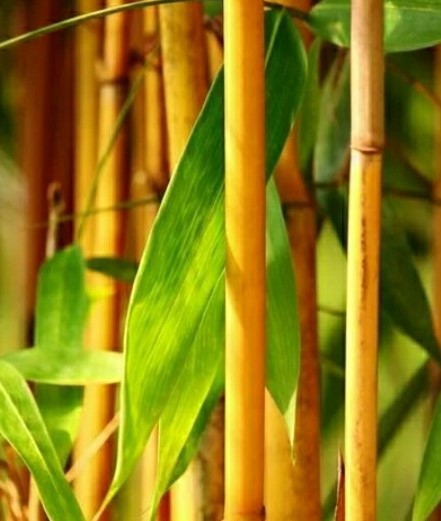 Beberapa Tanaman Yang Di percaya Ampuh Untuk Mengusir Makhluk Gaib