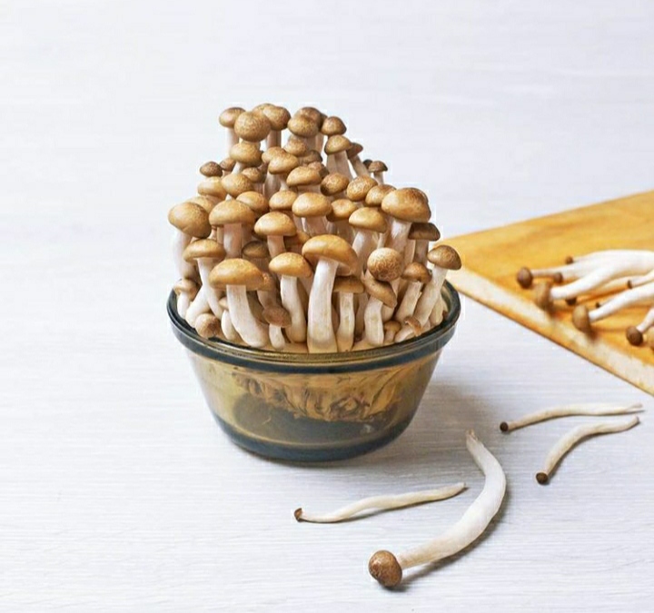 Beberapa Jamur yang Bisa Dikonsumsi