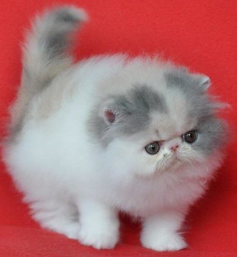 Beberapa Jenis Kucing Persia yang Menjadi Favorit Para Cat lovers Indonesia