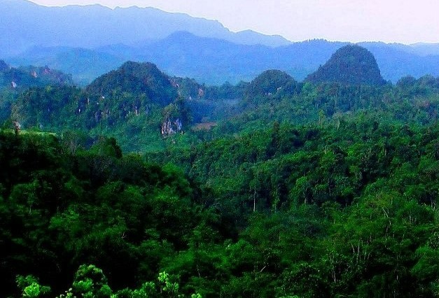 6 Hutan Angker Di Indonesia Yang Diselimuti Cerita Misteri Gaib