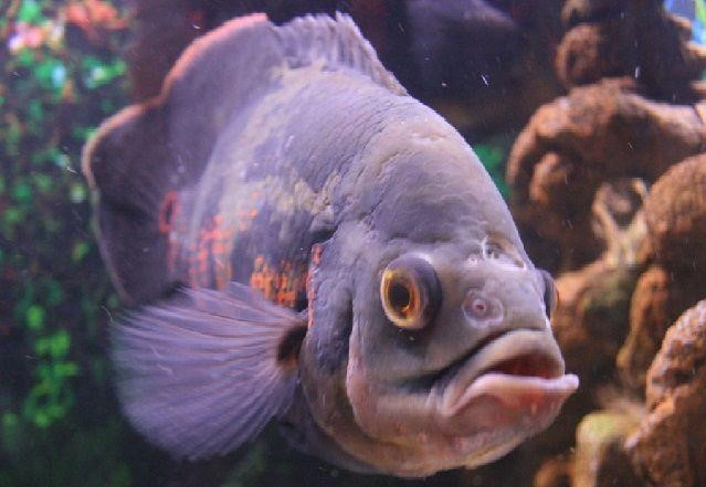 7 Daftar Penyakit Ikan Oscar Yang Perlu Kamu Tau