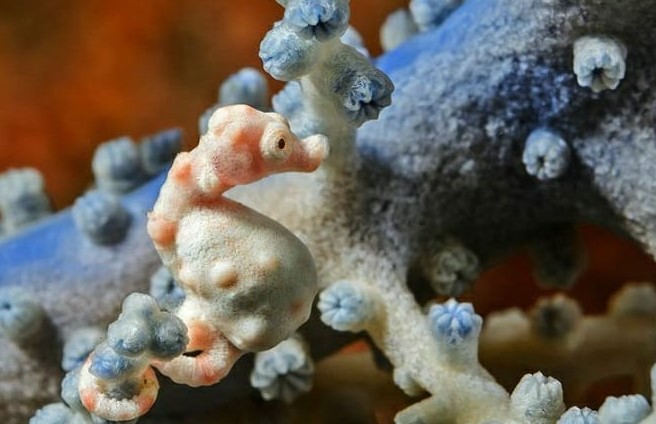 Beberapa Hewan Mini Yang Unik dan Lucu