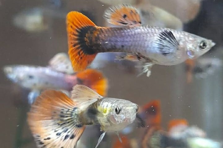 Jenis-jenis Ikan Pemakan Jentik Nyamuk Pling Ampuh