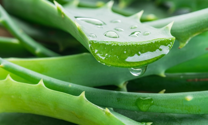 Hilangkan Flek Hitam Wajah dengan Lidah Buaya