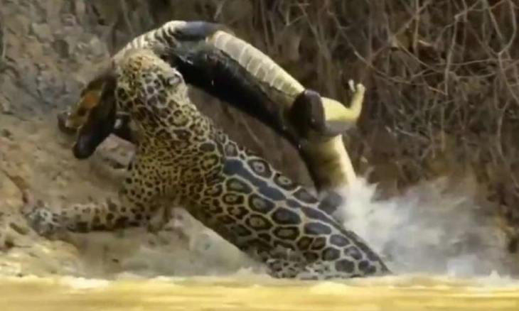 Pertempuran Seekor Jaguar Mengalahkan Buaya