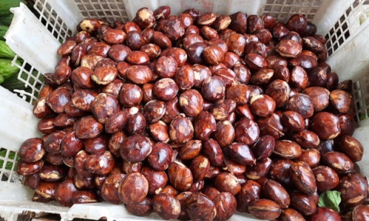 Penikmat Jengkol Masuk…. Ternyata Jengkol Bisa Atasi Penyempitan Pembuluh Darah