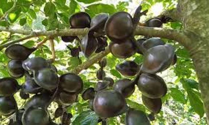 Dibalik Baunya, Jengkol Punya Khasiat Atasi Penyakit Kronis