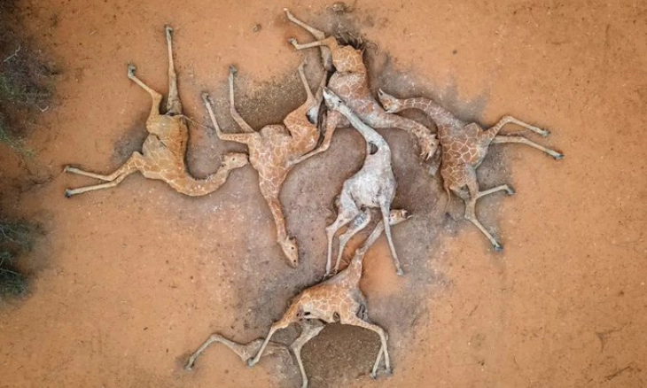 Enam Jerapah Mati Akibat Kekeringan di Kenya