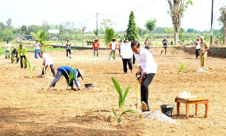 Kelola Lahan, Jokowi Dorong Penanaman Kelapa Genjah
