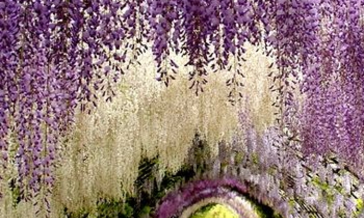 Kawachi Fuji Garden Keindahannya Laksana Negeri Dongeng