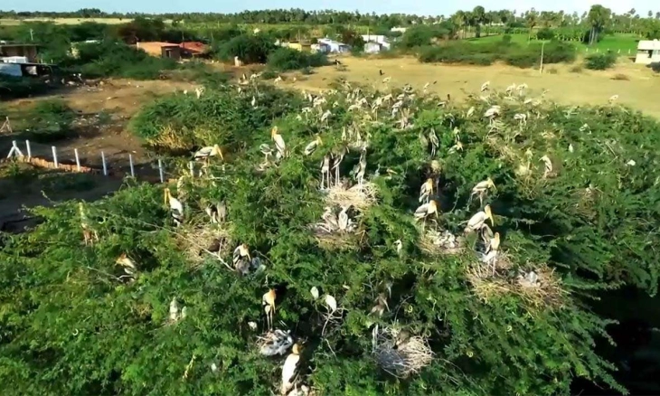 Kawanan Burung Migran Hinggap di Atas Pohon di Cagar Alam Tamil Nadu, Netizen Terpesona