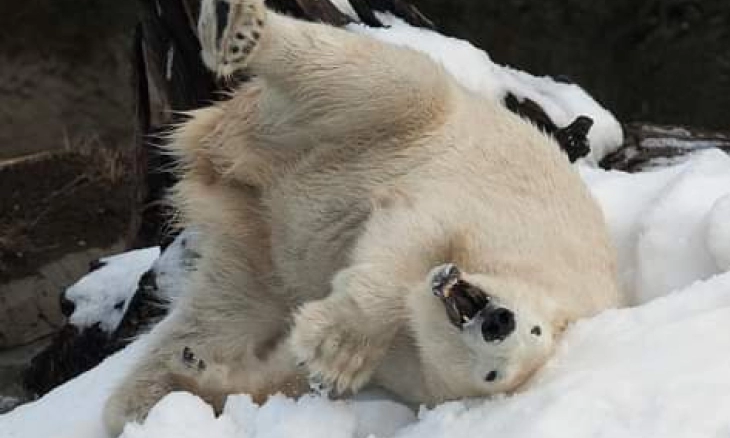 Jalan-jalan ke Kebun Binatang Terbaik di Dunia 