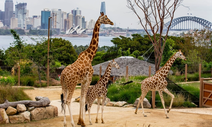 Berkunjung ke Kebun Binatang Tertua di Sydney