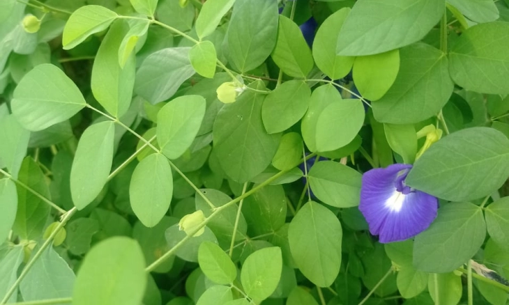 Teh Kembang telang bantu Turunkan Berat Badan 
