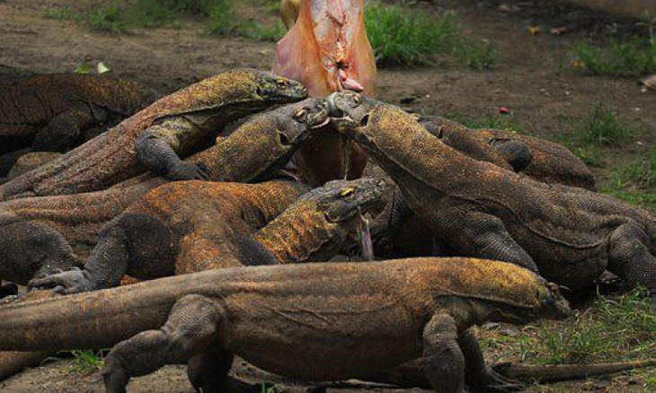 Melihat Hewan Purbakala di Taman Nasional Komodo