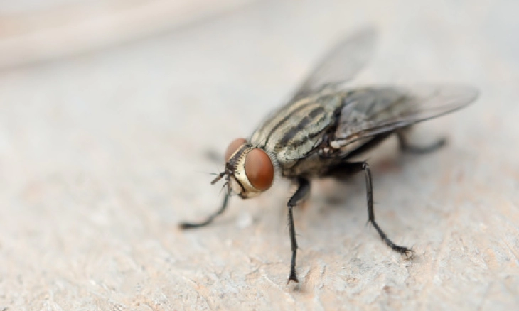 Usir Lalat di Rumah Dengan Daun Pandan