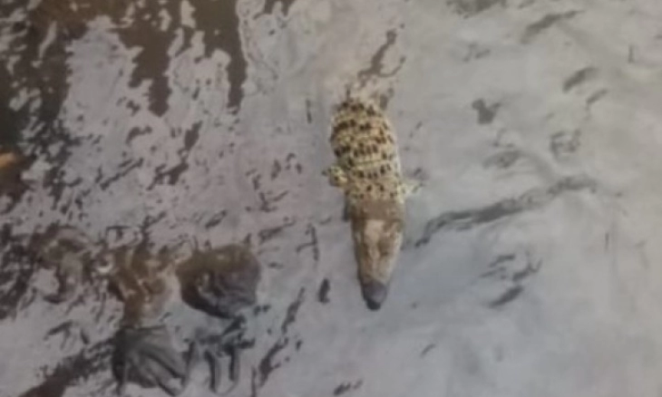 Ada Buaya liar di Sungai Cisadane, Bogor