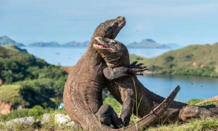 Masuk Pulau Komodo Resmi Tarifnya Sebesar Rp3,7 Juta