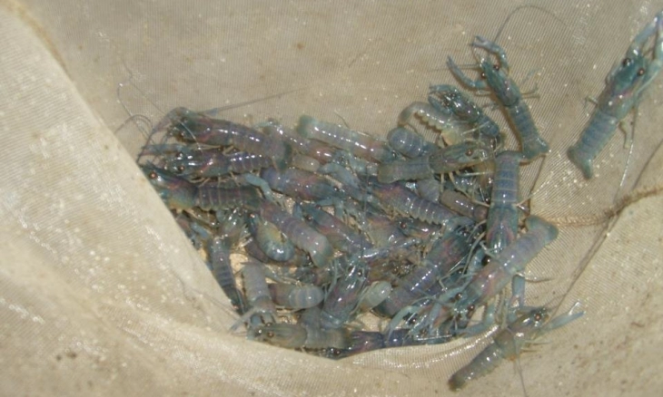 Penjualan 1.300 Benih Lobster Ilegal Digagalkan Tim Kalong Polres Jember