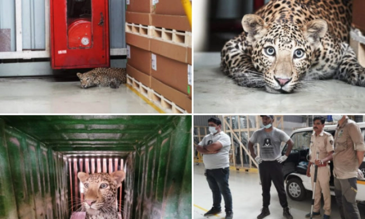 Seekor Macan Tutul Tersesat di  Dalam Pabrik Mercedes Benz