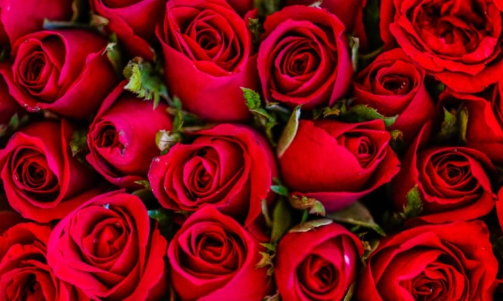 Bunga Mawar untuk Pasangan di Hari Valentine