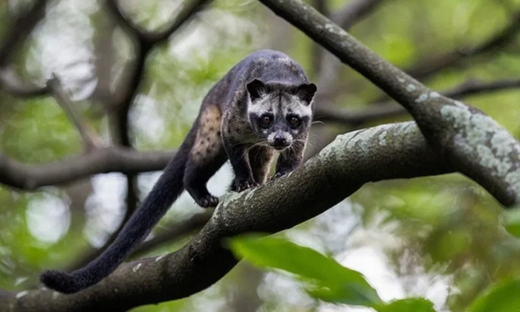 Mengenal Musang Pandan Penghasil Bahan Baku Kopi Mahal