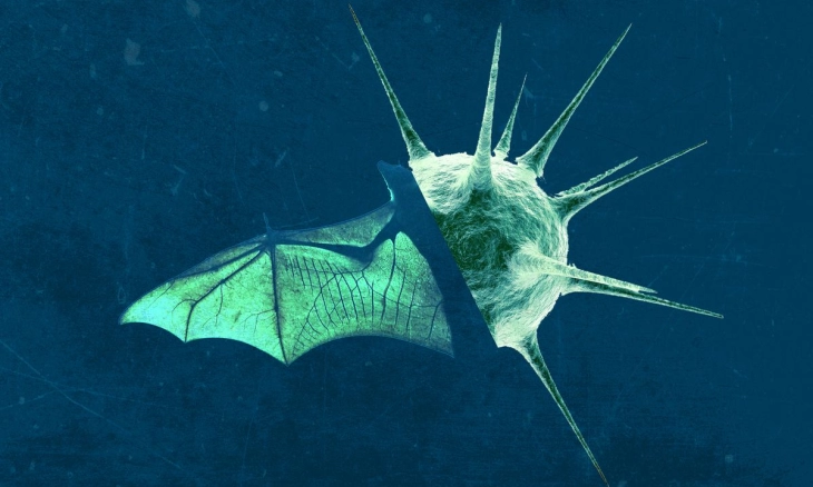 Belum Ada Bukti Virus NeoCov dapat Menyebar Diantara Manusia