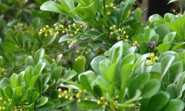 Khasiat Daun Pacar Cina yang Luar Biasa Bagi Kesehatan