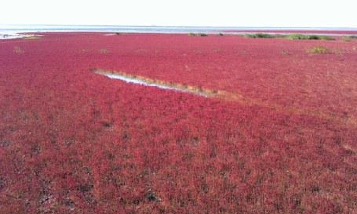 Red Beach Pantai Paling Romantis di Cina