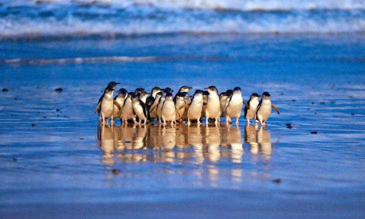 Melihat Penguin di Phillip Island Australia