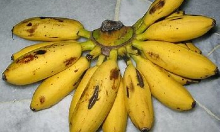 Salah Satu Manfaat Pisang Emas Bagi Kesehatan Tubuh, Mengatasi Sembelit