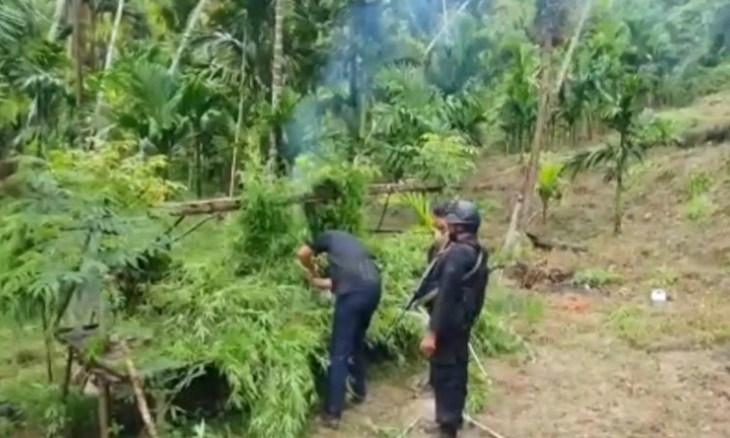 Polda Lampung dan Aceh, Kodim  0103, Bea Cukai Ungkap 6,28 Hektare Kebun Ganja di Aceh Utara