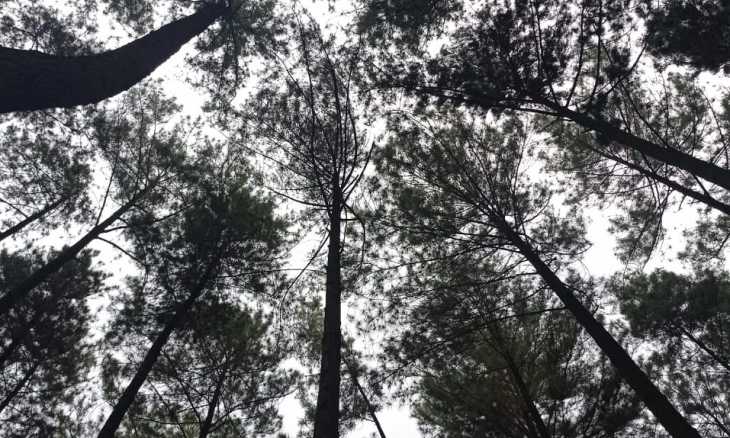 Hutan Pinus Gunung Pancar yang Menyejukkan