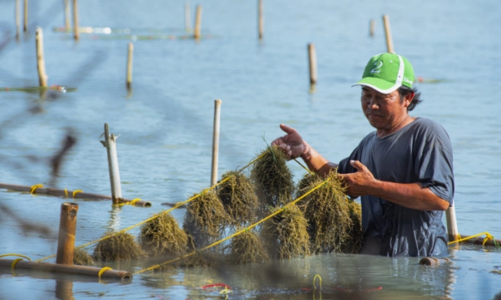Pengusaha Asal Italia Kunjungi Lokasi Budidaya Rumput Laut di Aquaculture Mauk