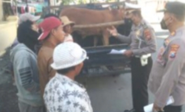 Jelang Kurban, Satlantas Polres Sampang Gelar Penyekatan Kendaraan Angkutan Ternak
