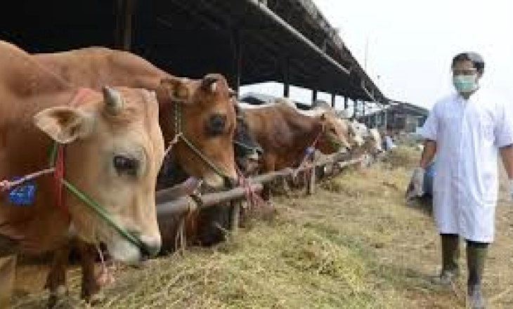 106.925 Hewan Sembuh dari Penyakit PMK