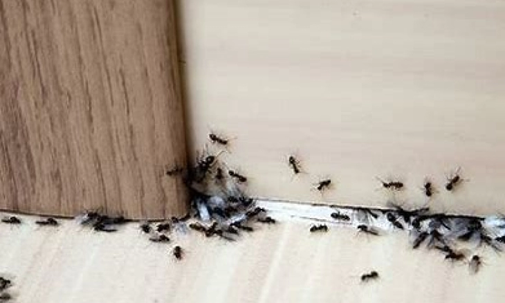 Inilah 6 Cara Ampuh Membasmi Semut di Rumah, Bisa Pakai Cuka