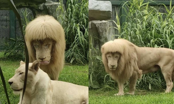 Singa dengan Poni dan Potongan Rambut yang Aneh Jadi Perbincangan