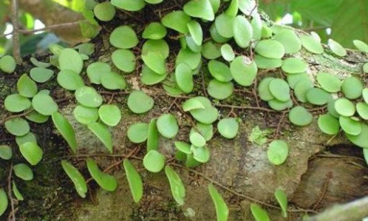 Khasiat Sisik Naga untuk Pendarahan hingga Kanker Payudara