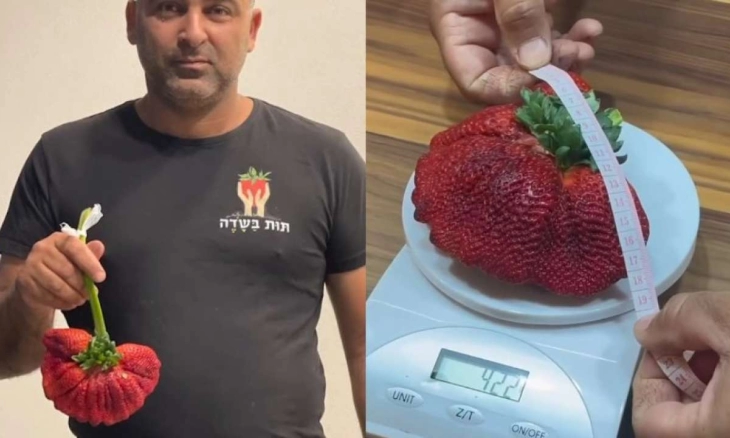 Stroberi Terberat di Dunia 