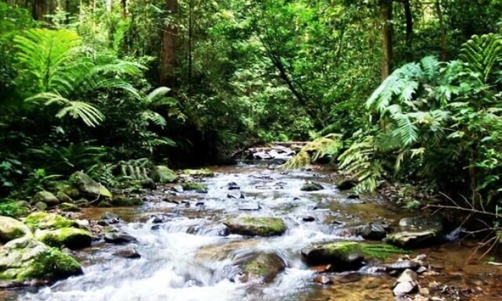 Mengenal Taman Nasional Gunung Leuser 