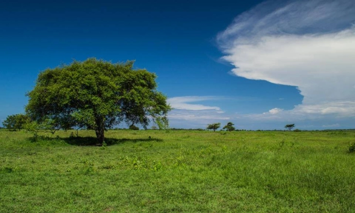 Taman Nasional Baluran Little Africa In Java