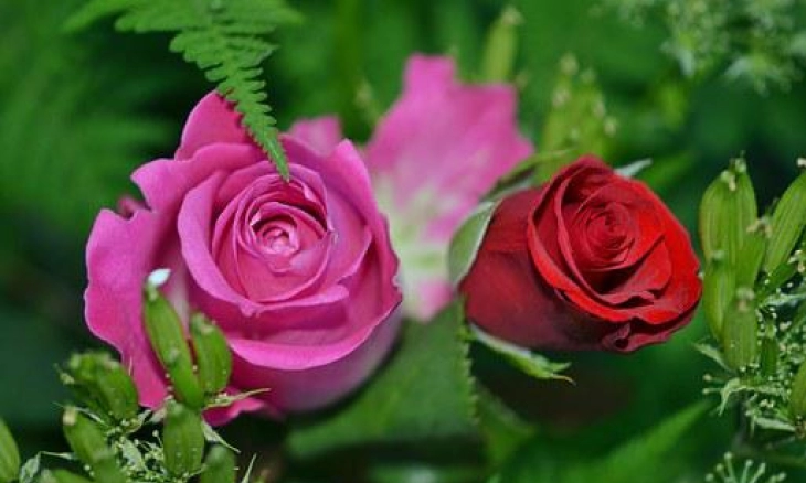 Manfaat Tanaman Hias di Rumah