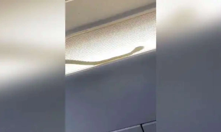 Seekor Ular Terlihat di Bagasi Pesawat AirAsia, Penerbangan Dialihkan