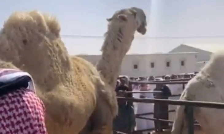 Wow...Unta Termahal di Arab Saudi Dilelang Seharga Rp 26 Miliar