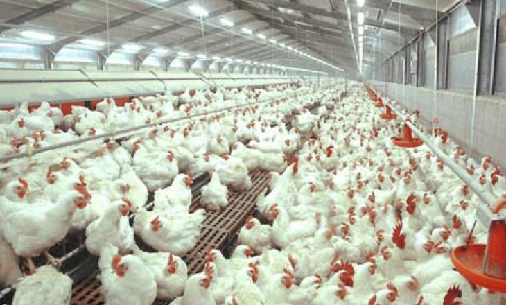 Harga Pakan Terus Naik, Industri Unggas Mulai Kembang-kempis