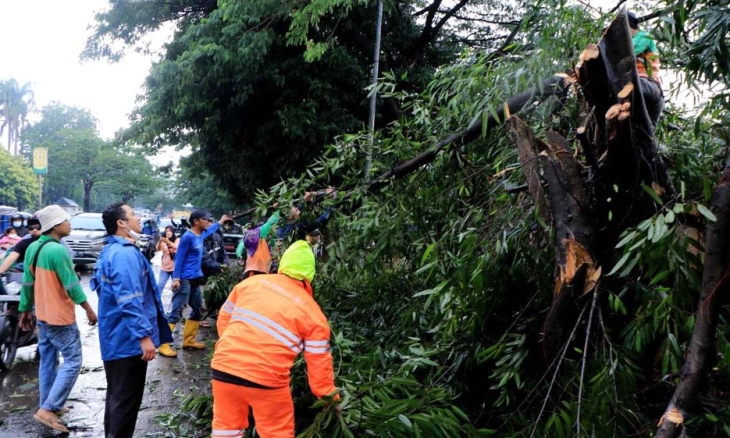 Wali Kota Turun Langsung Tangani Pohon Tumbang Akibat Hujan